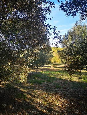 The estate's truffle trees